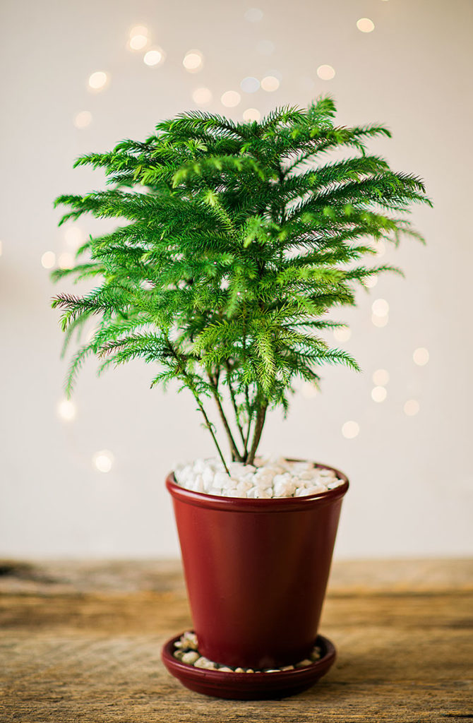 Norfolk Island Pine in a red terra cotta planter