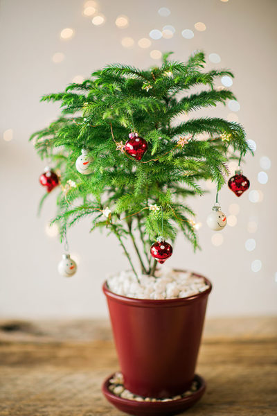 table top Christmas tree