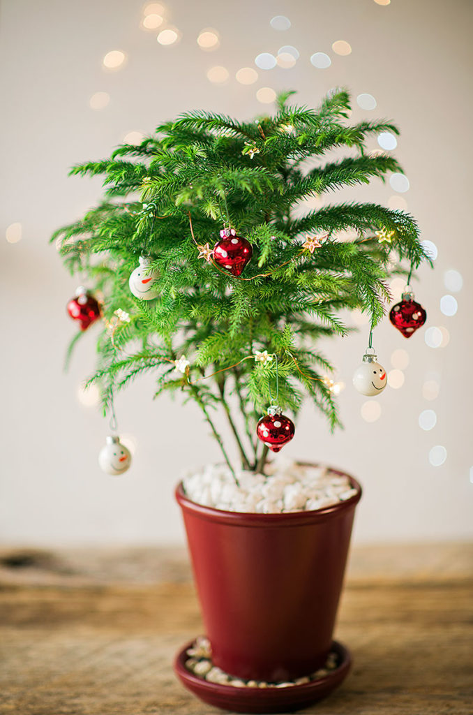 Norfolk Island Pine in a red planter decorated as a Christmas Tree