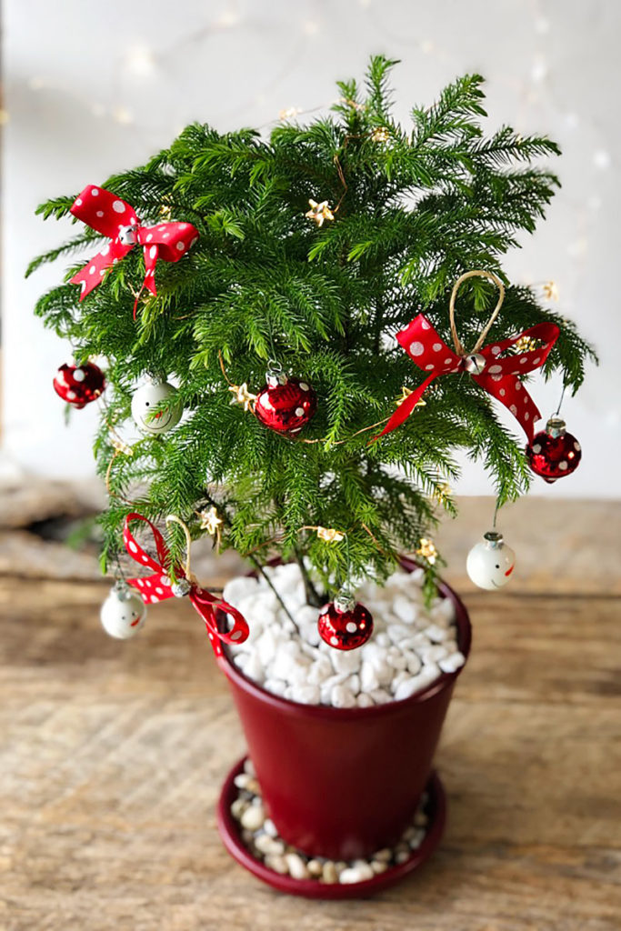 Norfolk Island Pine dressed as a Christmas Tree