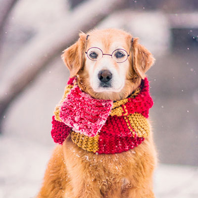 golden retriever in the snow wearing a bright scarf