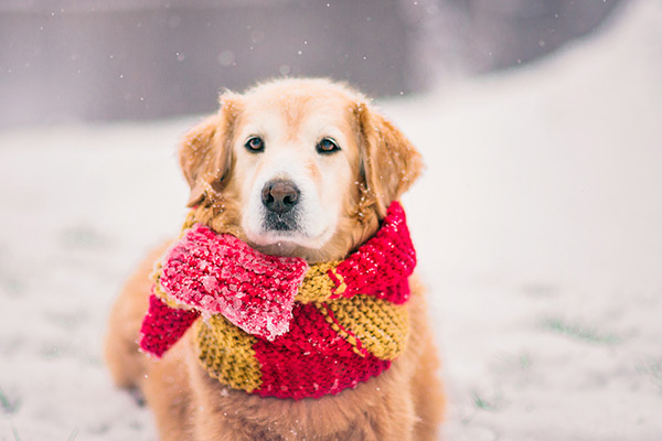 golden retriever in the snow wearing a bright scarf