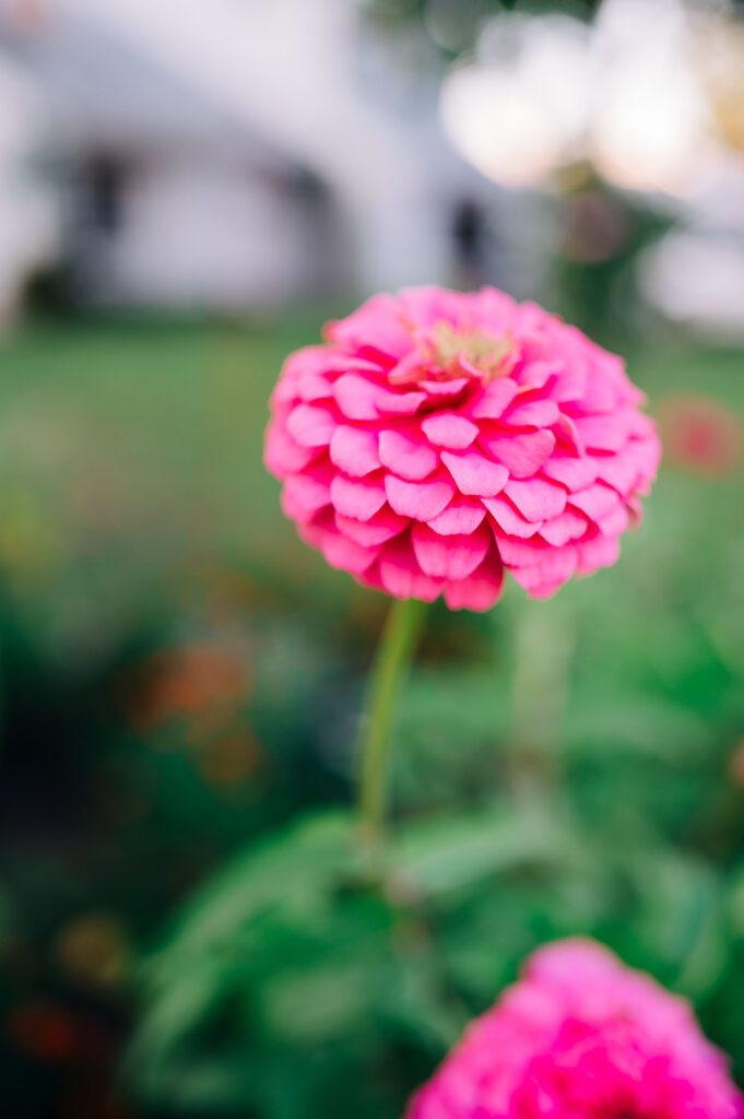 closeup of pink zinnia