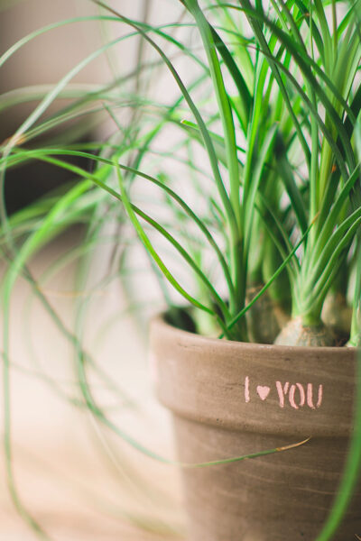 close up view of a ponytail plant in a dark clay pot painted with the words I Love You
