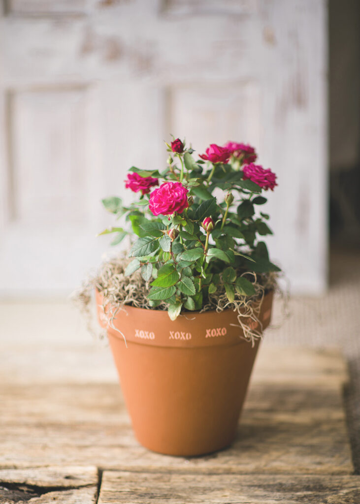 stencil terracotta pots