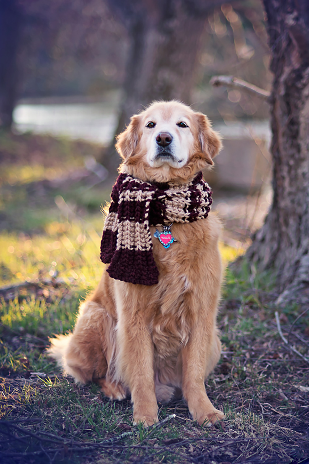 golden retriever in a scarf sitting with a big tree