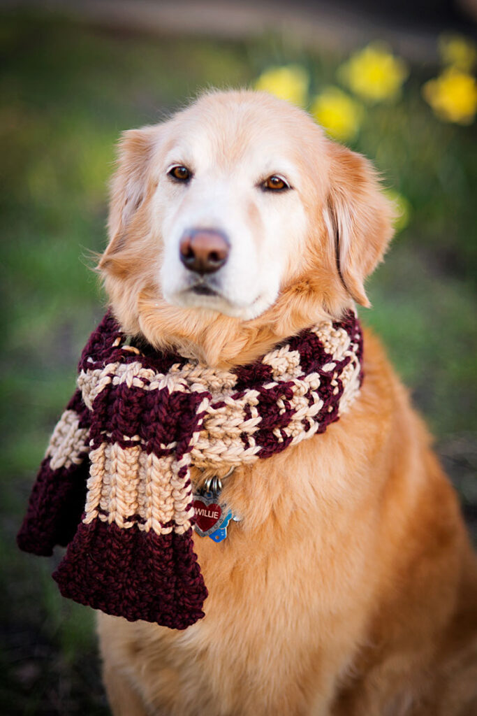 A golden retriever in a striped scarf