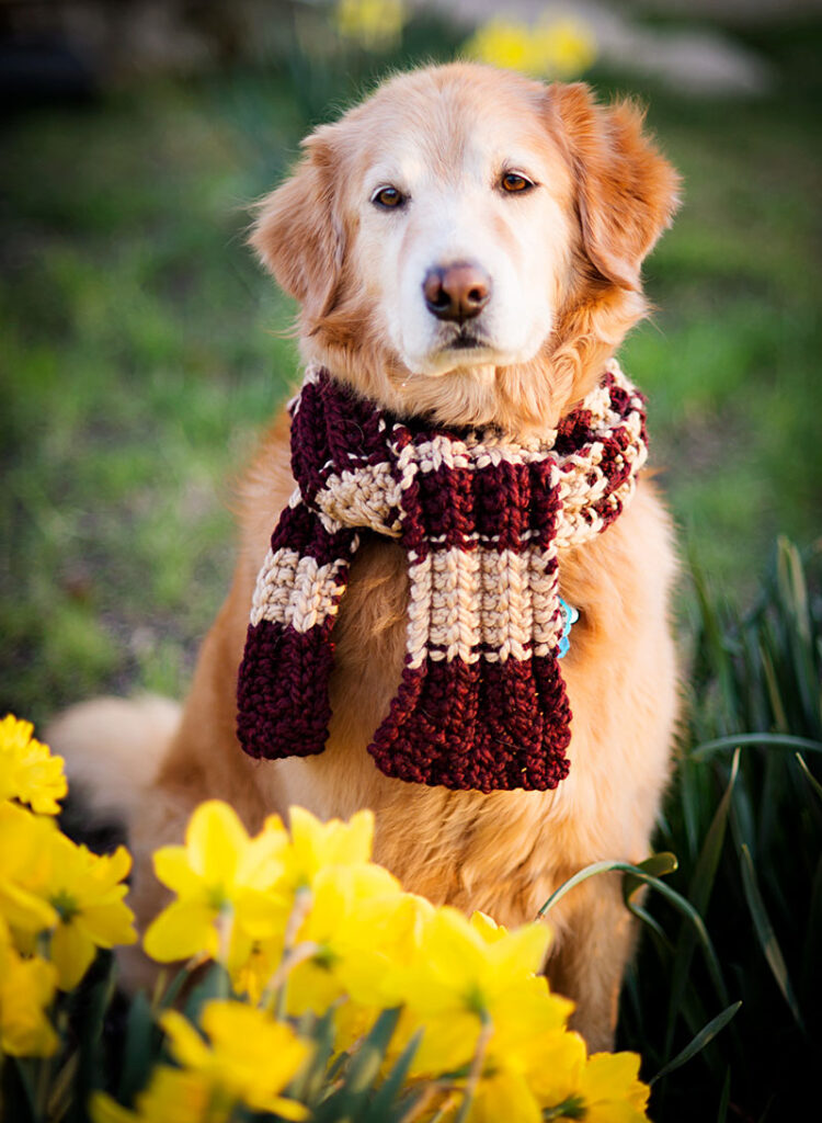 A golden retriever sitting in daffodils wearing a striped scarf