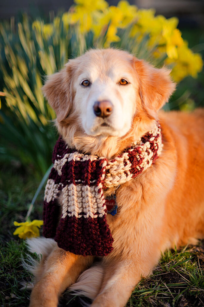 A golden retriever sitting in daffodils wearing a striped scarf