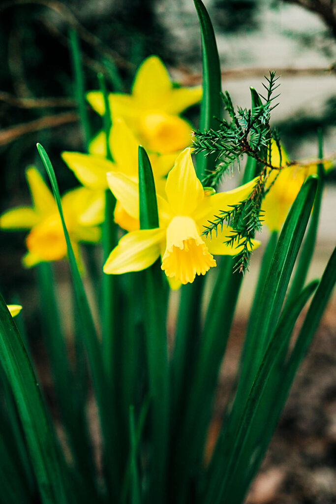 closeup of blooming daffodils