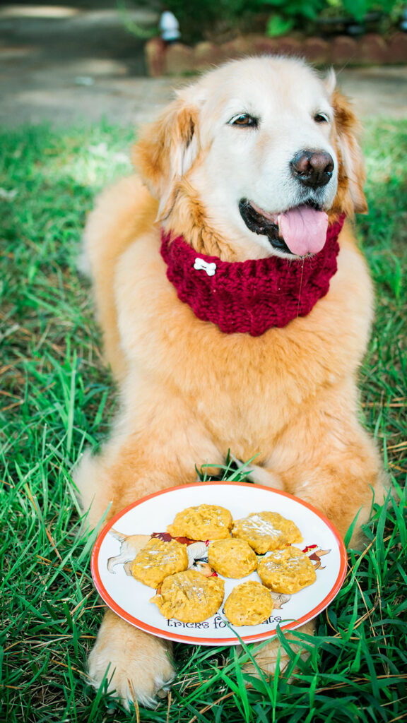 a senior golden retriever relaxes on the lawn with a plate of freshly baked dog treats