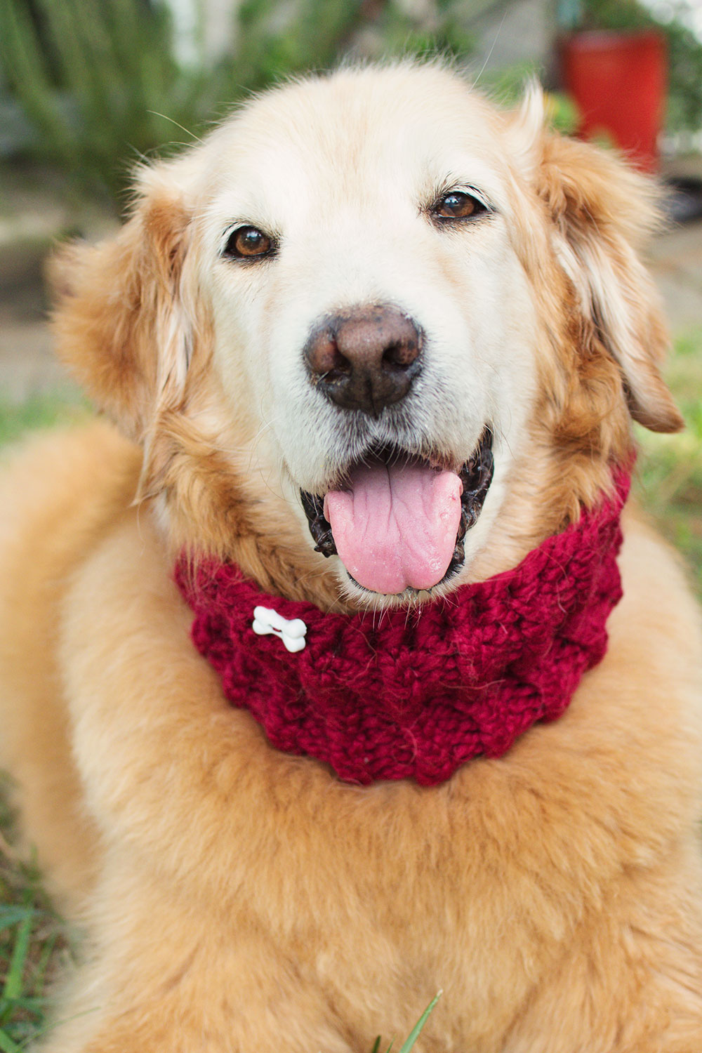 happy face of a senior gold retriever wearing a hand knitted bright red cowl with a dog bone button