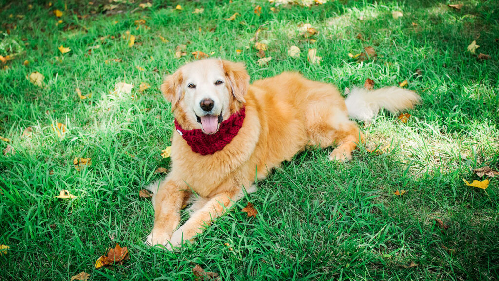 beautiful golden retriever in the summer grass