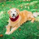 beautiful golden retriever in the summer grass