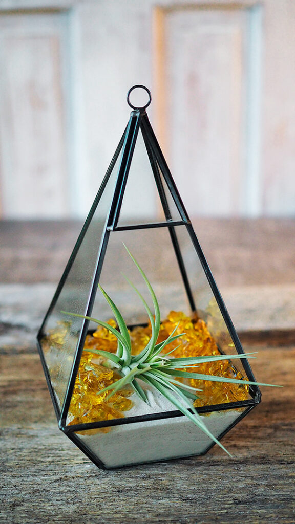 Air Plant Displays, Terrariums & Planters