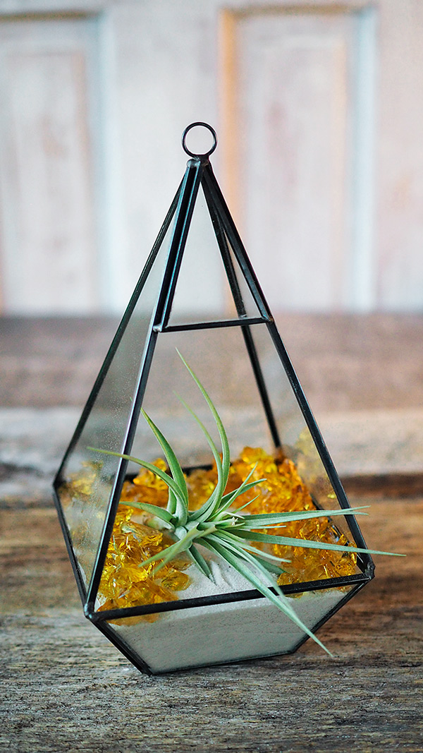 Air Plant Terrarium