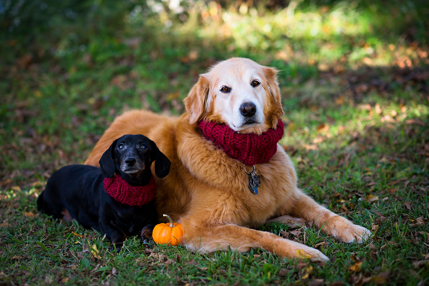 golden retriever and black dachshund both wear red knitted cowls and pose with a tiny orange pumpkin