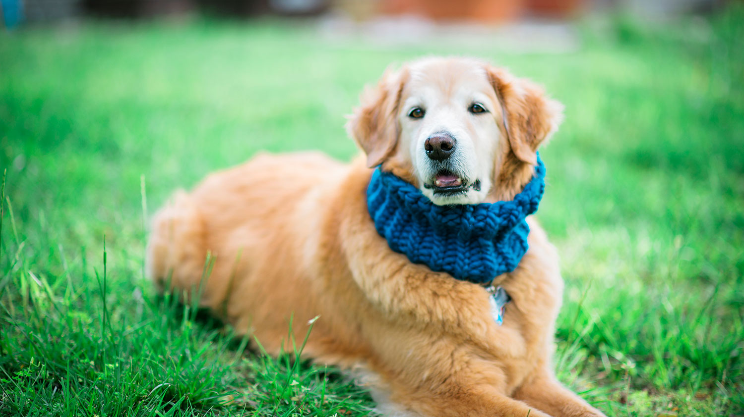 smiling golden retriever in a bright blue knitted dog cowl