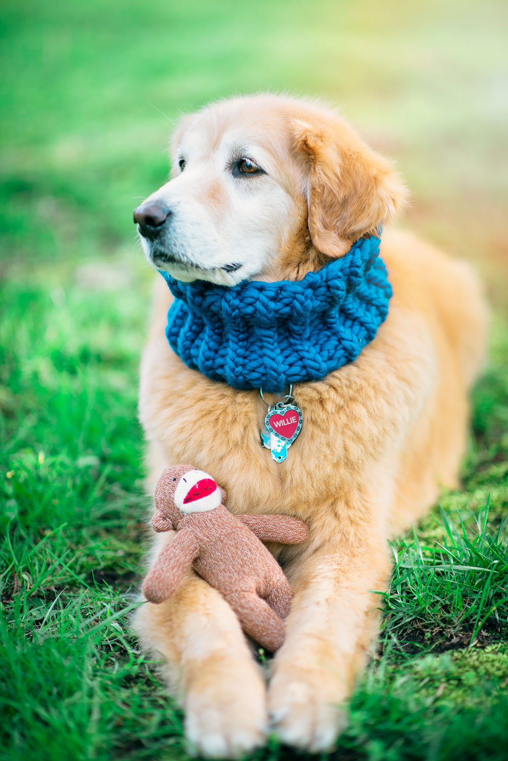 golden retriever wears a blue knitted cowl and holds a sock monkey in his paws