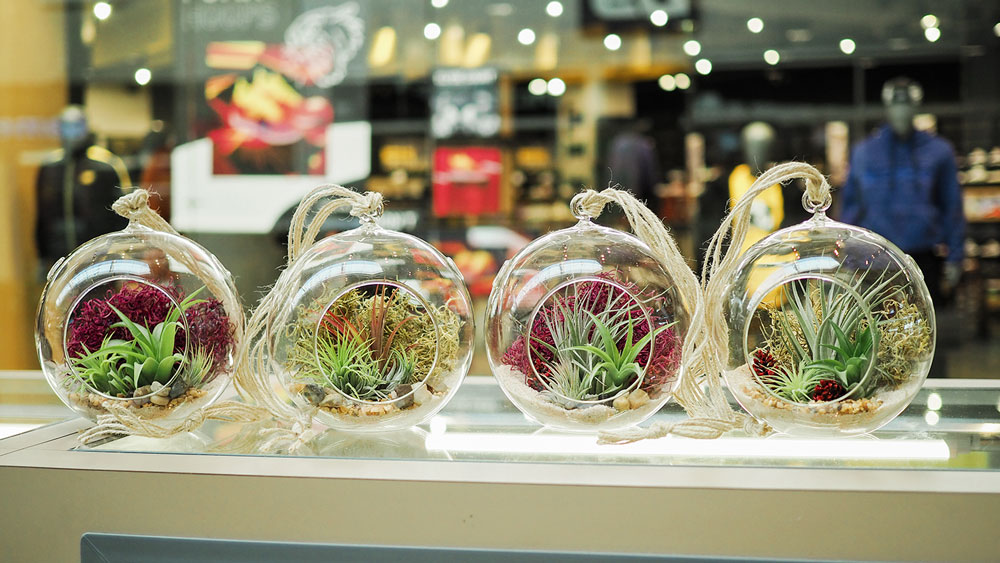 a row of medium glass containers showing off different air plant arrangements