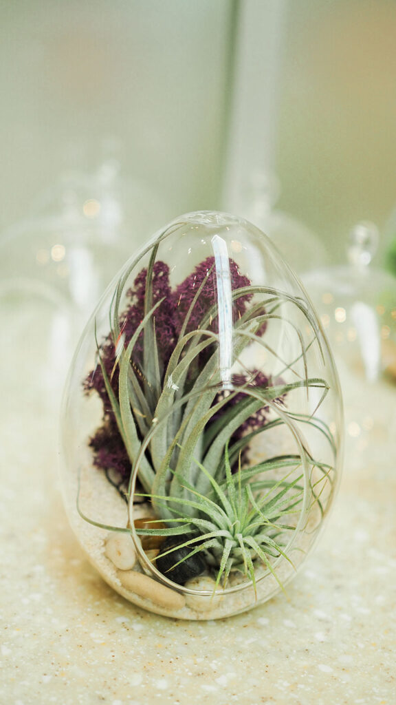 Air plants displayed in a large round glass vessel with rocks and dried moss