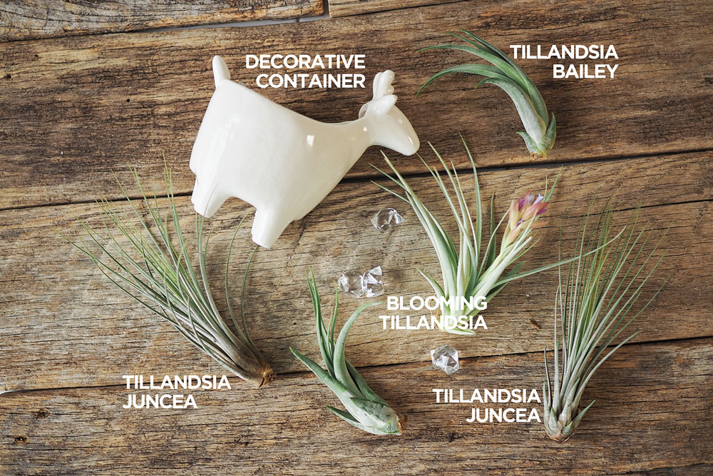 a collection of air plants with a decorative container