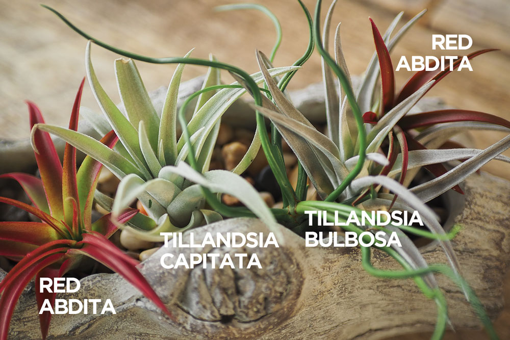 a collection of air plants in a decorative container