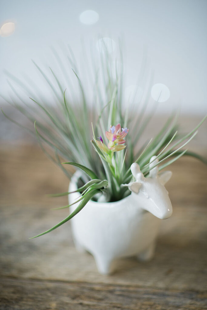 a white ceramic container holds a blooming air plant