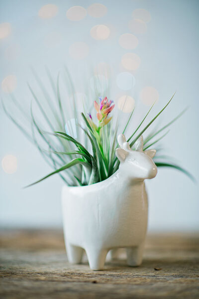 a white ceramic container holds a blooming air plant