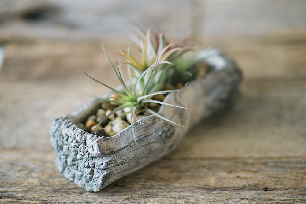 planter that looks like an old log displays a collection of air plants