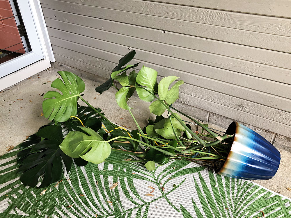 a very large houseplant tipped over on its side