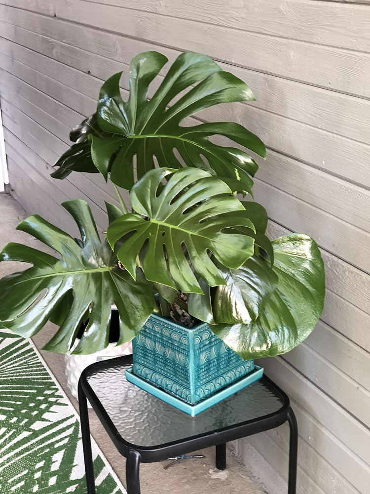 beautiful monstera plant in a turquoise planter