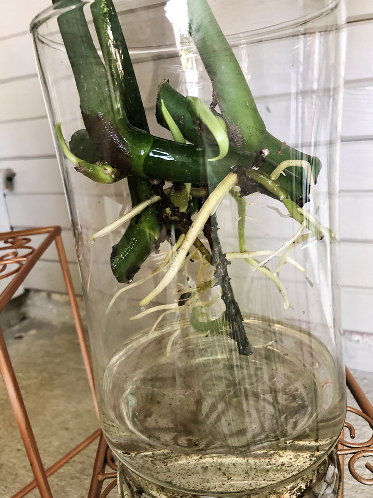 Roots on a plant cutting