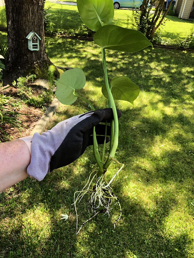 a hand holding a plant cutting with root development