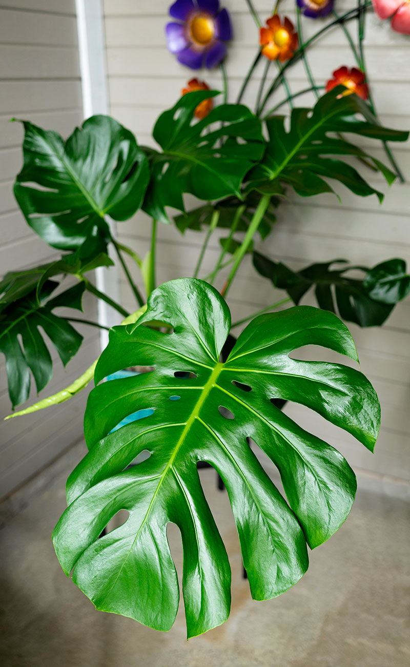 How to Propagate Monstera