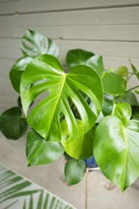 small monstera leaf showing defenestration