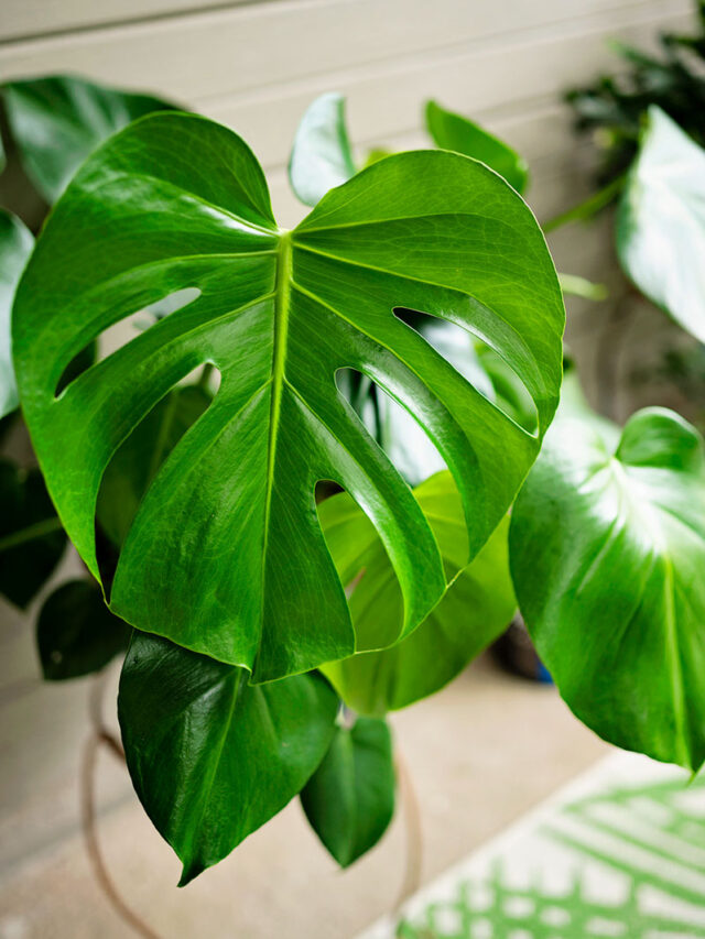 How to Propagate Monstera