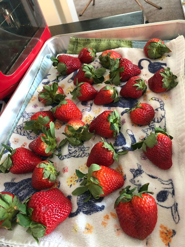 freshly washed strawberries dry on a kitchen towel