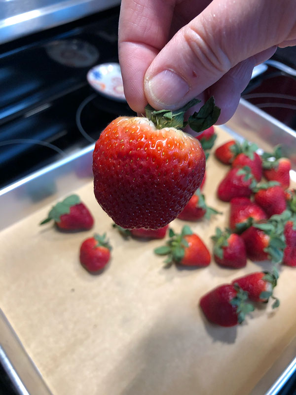 a hand holds a large, ripe strawberry close to the camera