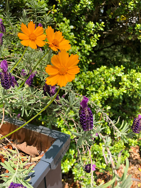 garden flowers to show orange, violet and green