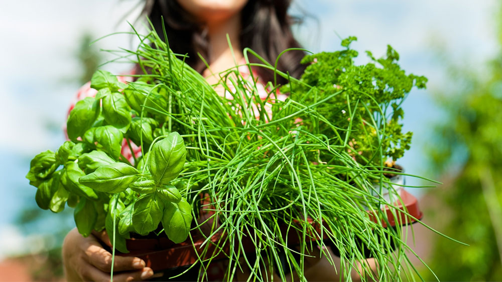 bounty of herbs