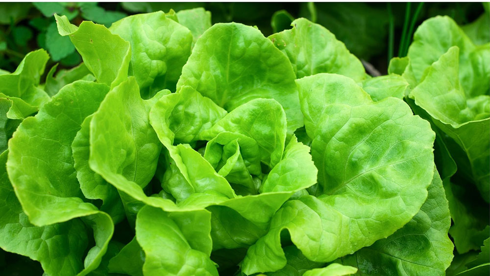 closeup of a large head of lettuce