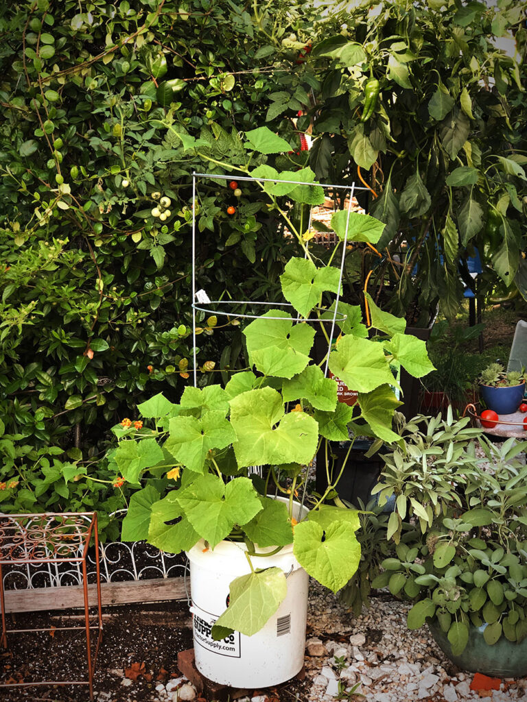 cucumber plant growing in a 5 gallon bucket