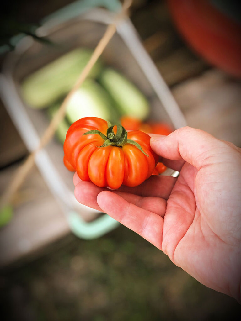 hand holding a ripe Genovese tomato for size reference