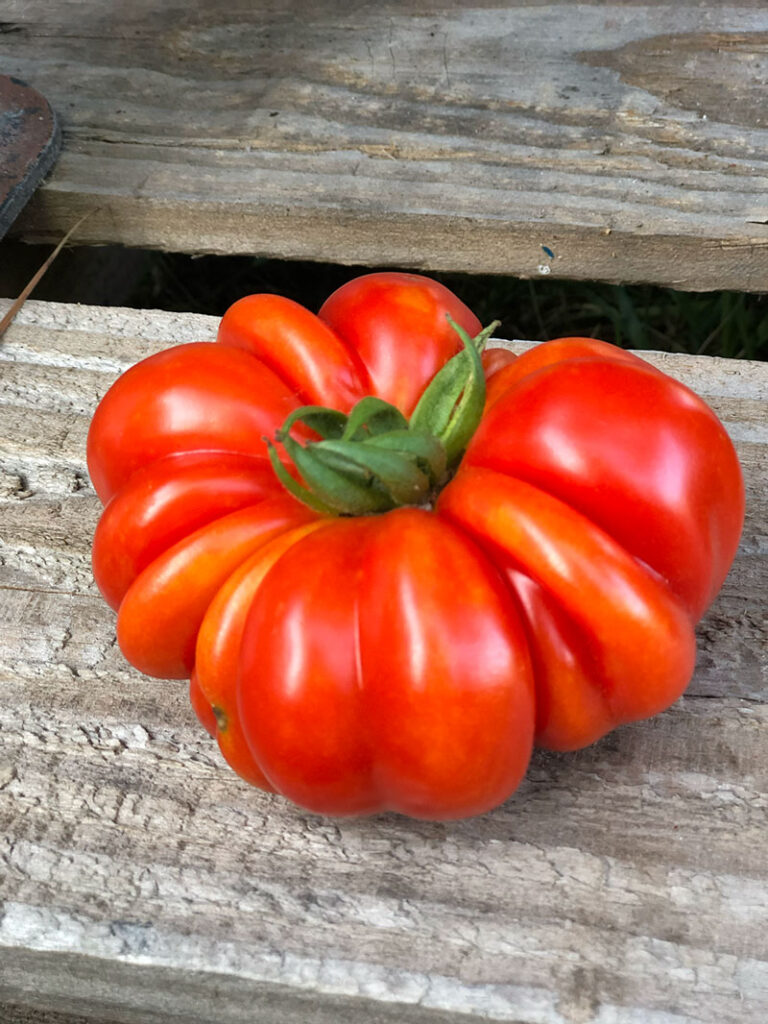 one red ripe heriloom tomato on a wood plank
