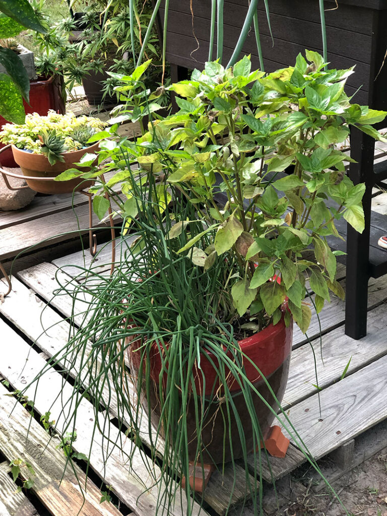 garden container growing chives and basil together