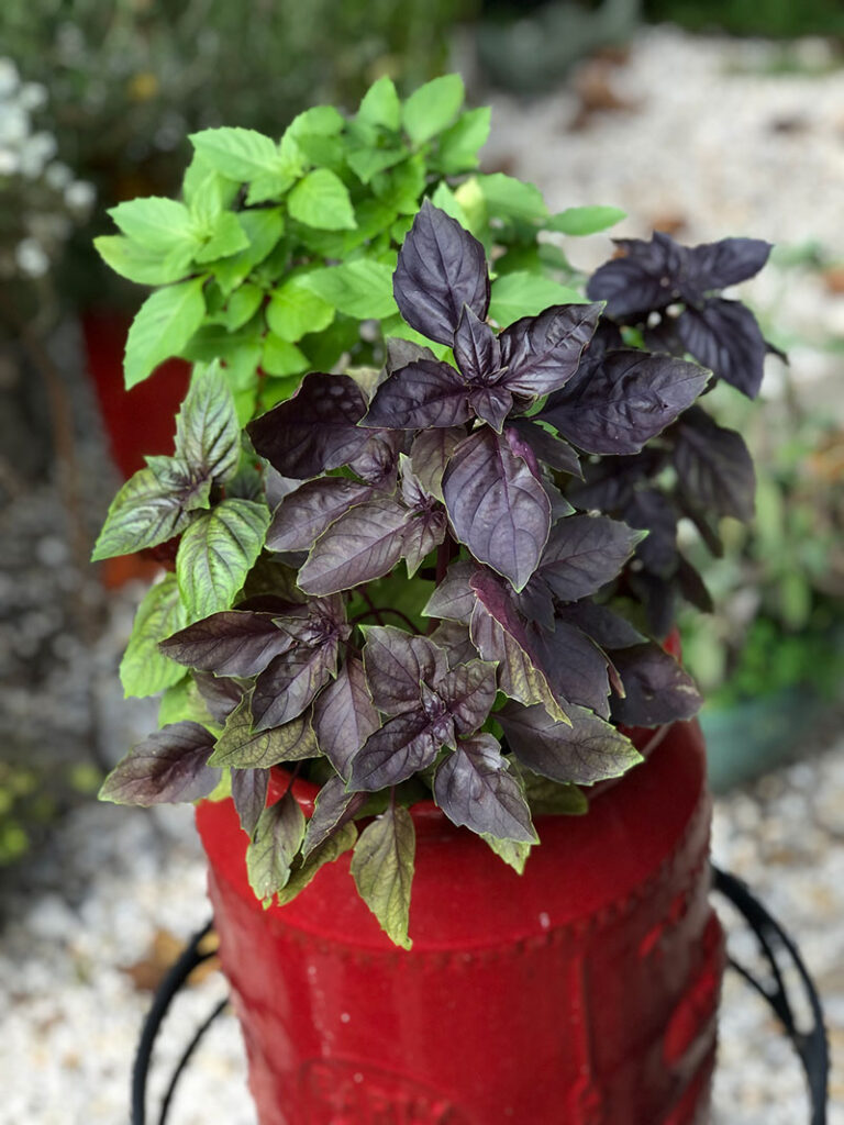 planter with puple basil