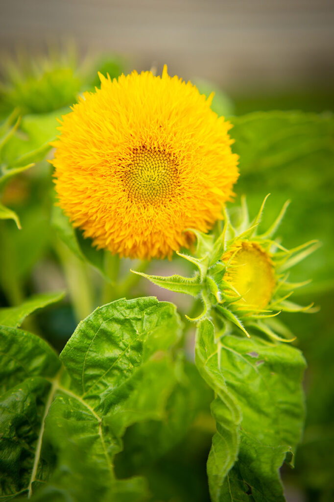dwarf teddybear sunflower in full bloom with a smaller one not blooming