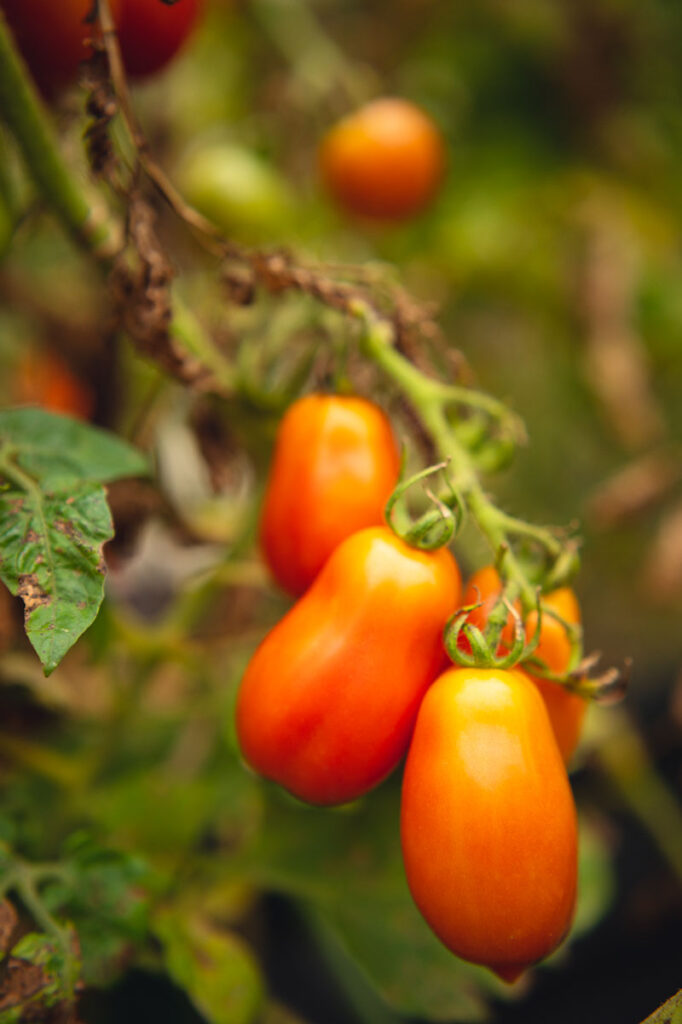 Vine ripened Roma tomatoes in a summer garden