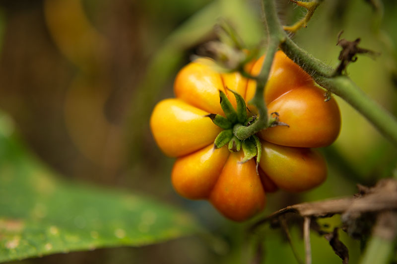 ovehead view of ripening Genovese tomato
